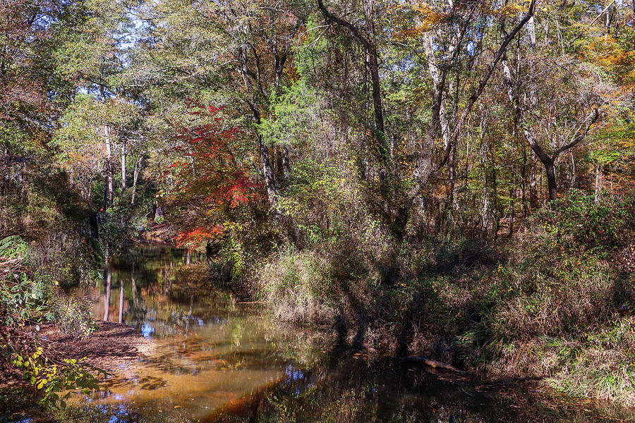 An Autumn Georgia Creek Photograph by Ed Williams