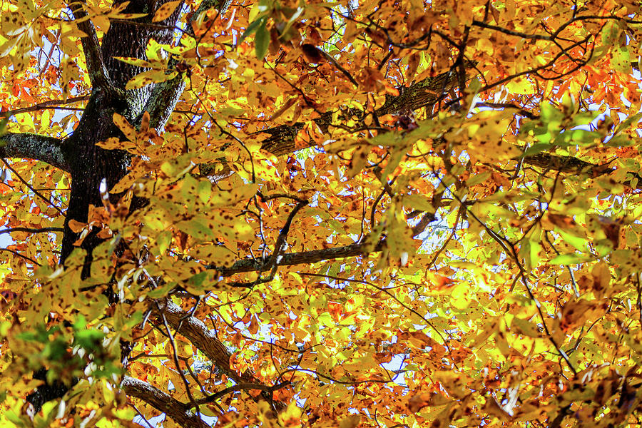 An Autumn Hickory Leaves Stare Photograph