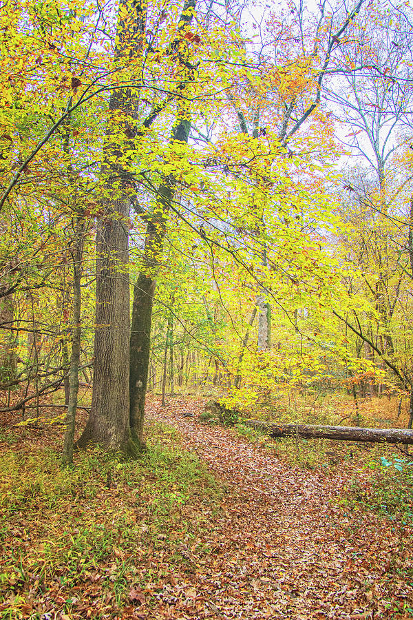 An Autumn Hike in the Croatan National Forest Photograph by Bob Decker