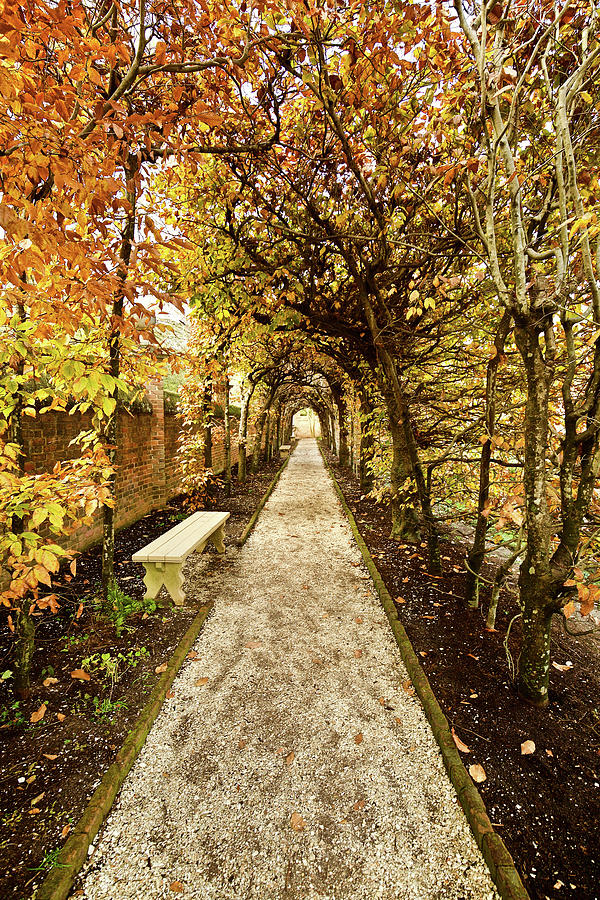 An Autumn Path Photograph by Rachel Morrison