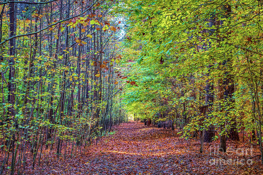 An Autumn Path Photograph by Robert Anastasi