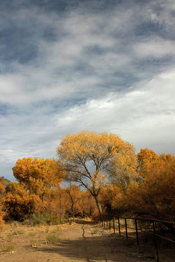 An Autumn Path Photograph by Sue Cullumber