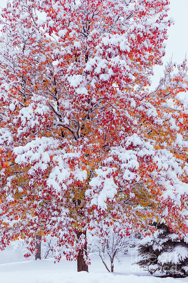 An Autumn Snow Photograph