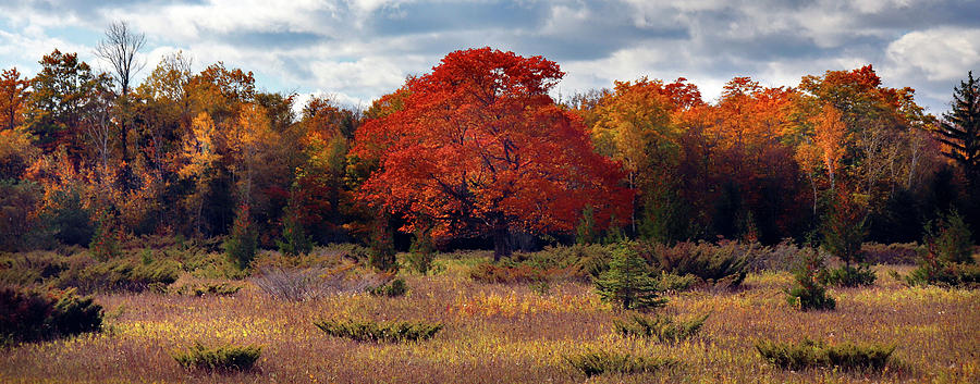 An Autumn Standout Pano Photograph by David T Wilkinson - Fine Art America