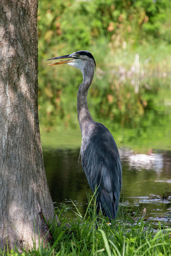 An Azure Blue Heron Standing By The Waterway Watching Under The  Photograph by Philip And Robbie Bracco