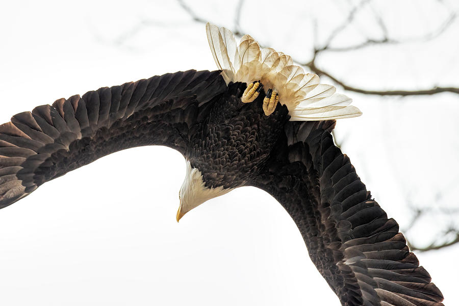An Eagle Overhead Photograph by Martina Abreu