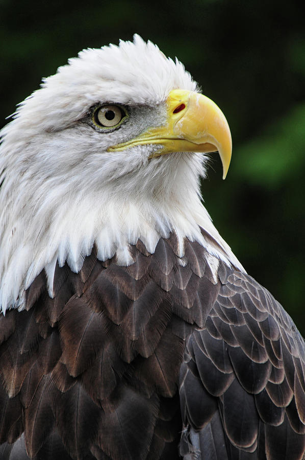 An Eagle Stares Photograph by Mike Martin