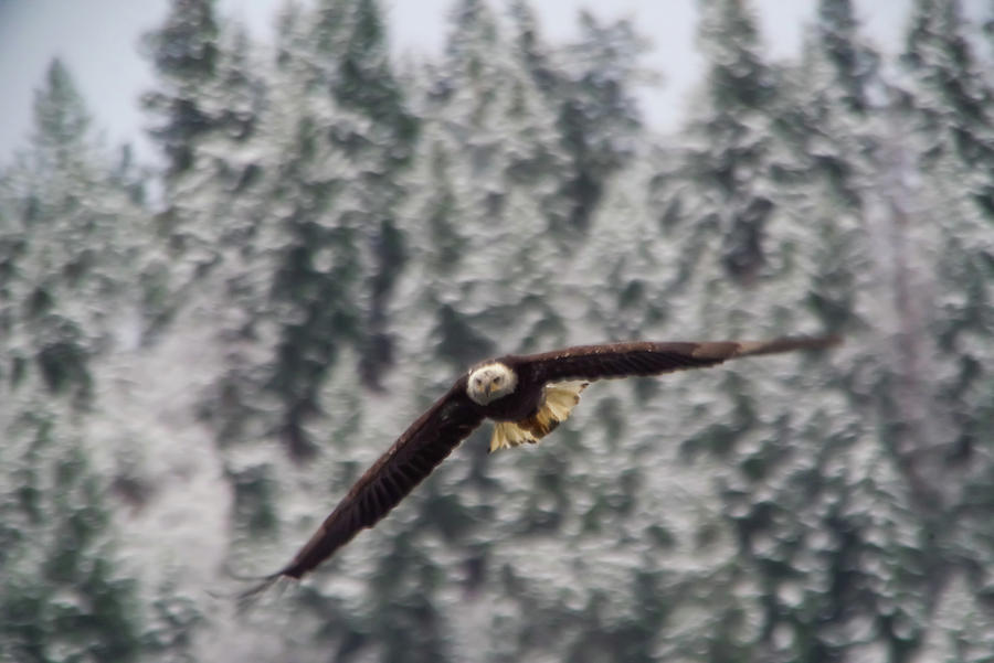 An Eagle Through The Frosty Air Photograph