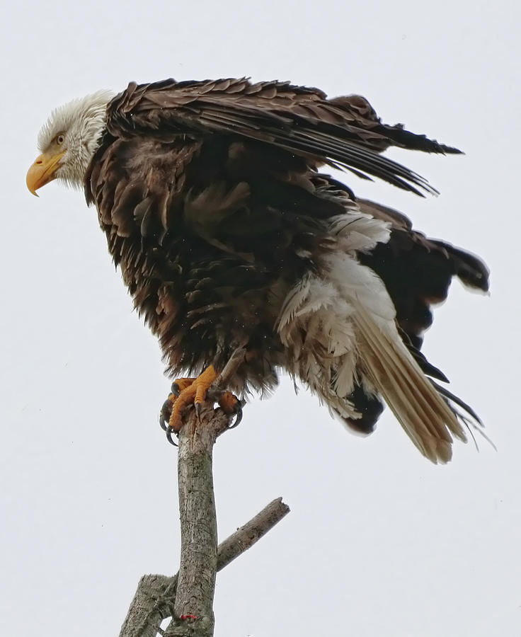 An Eagle Trying to Balance Photograph by Barbara Elizabeth - Fine Art ...