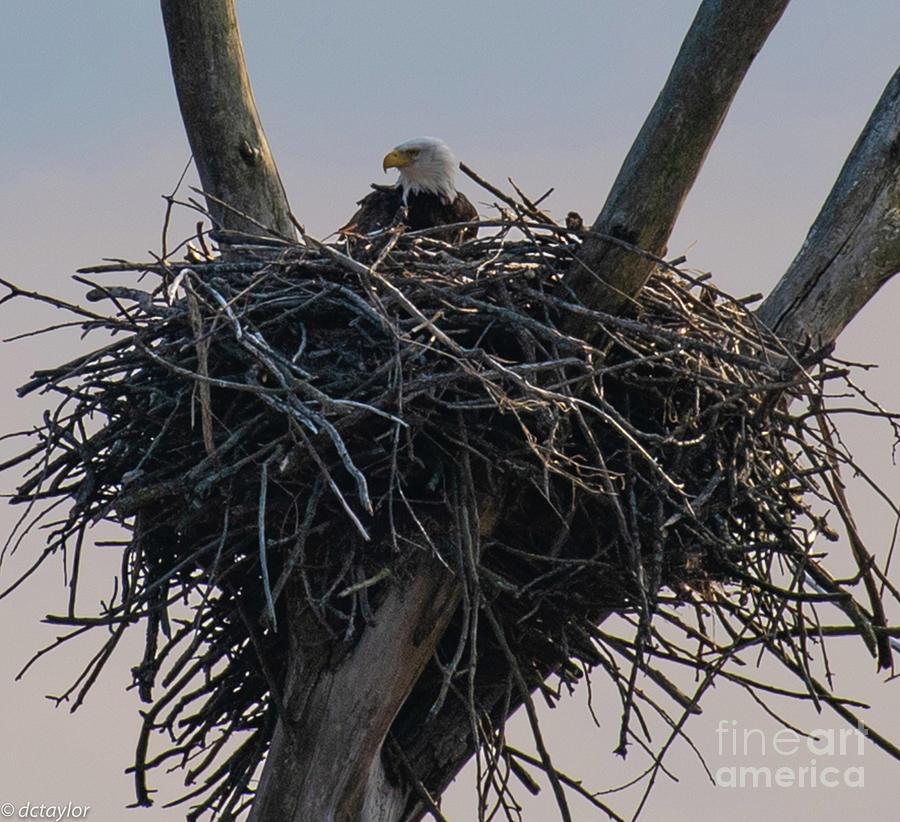 An Eagles Nest Photograph by David Taylor