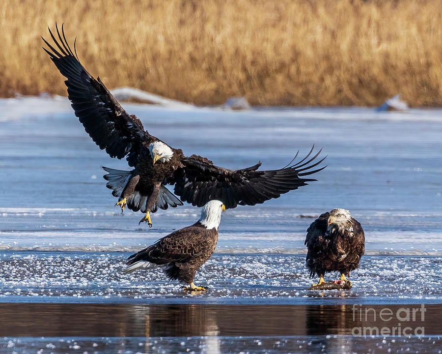 An Eagle's Wingspan Photograph by Tina Faye Photography - Fine Art America