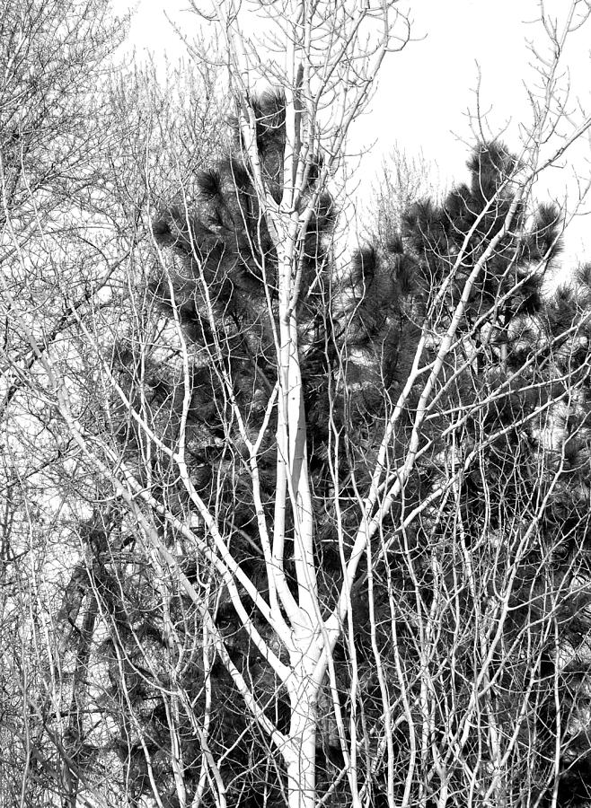 An Early Spring Poplar Tree Photograph by Will Borden