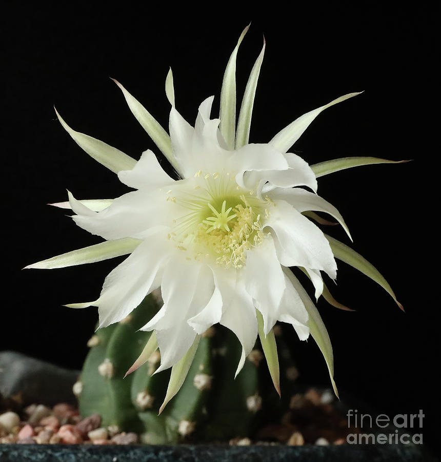 An Easter Lily Cactus is in flower. Photograph by Allan Levin