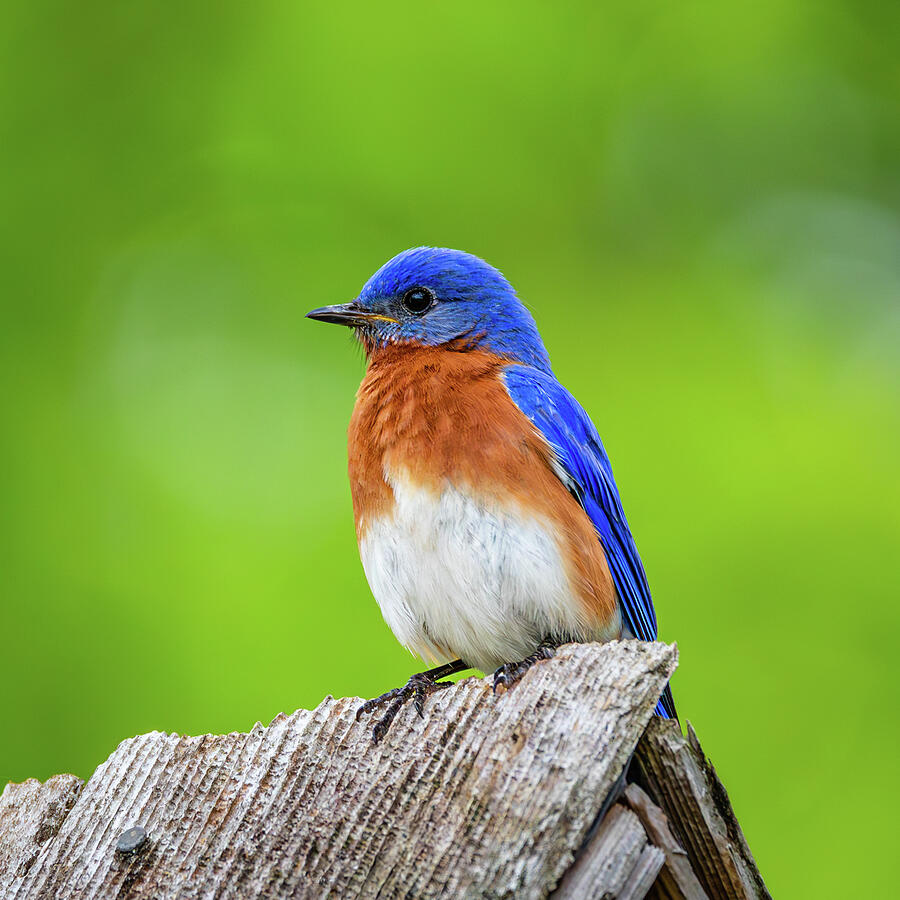 An Eastern Bluebird in May Photograph by Rachel Morrison