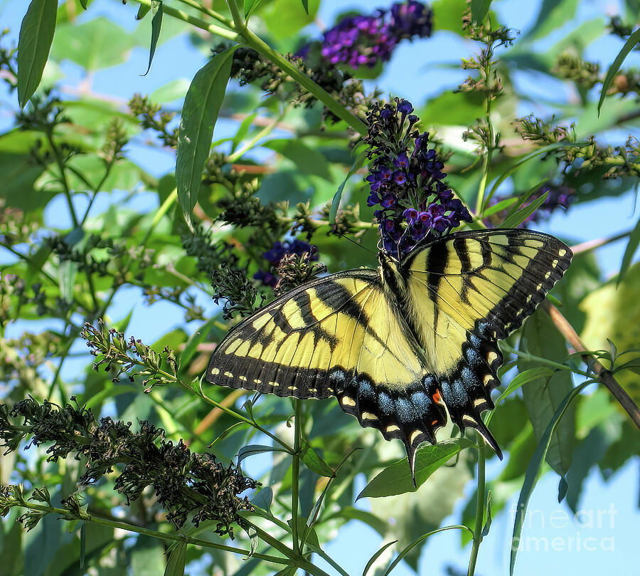 An Eastern Tiger Swallowtail butterfly feeds on a butterfly bush Photograph by William Kuta