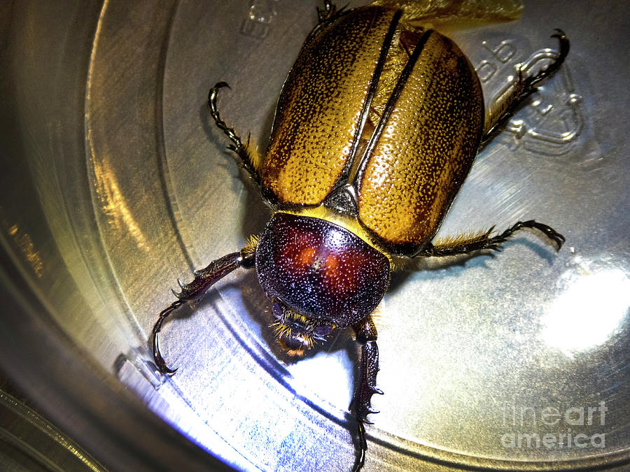 An Ecuador Beetle Photograph by Al Bourassa