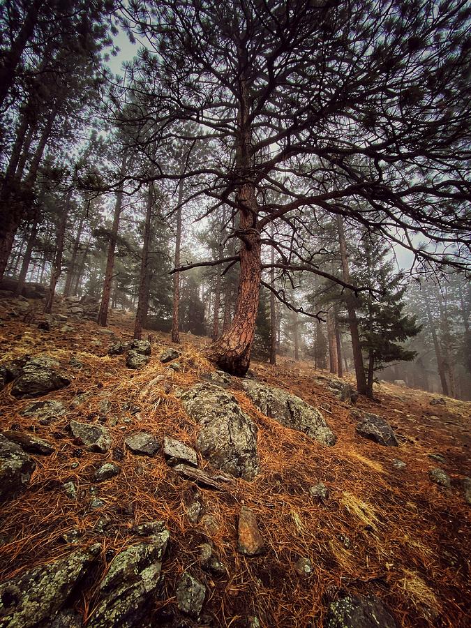 An Eerie Woodland Photograph by Dan Miller