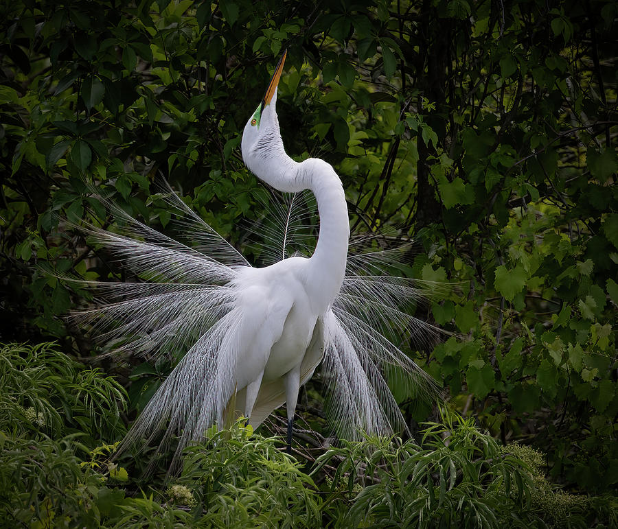 An Egret Display Photograph by Art Cole