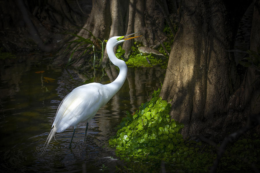 An Egret in the Woods Photograph by Mark Andrew Thomas