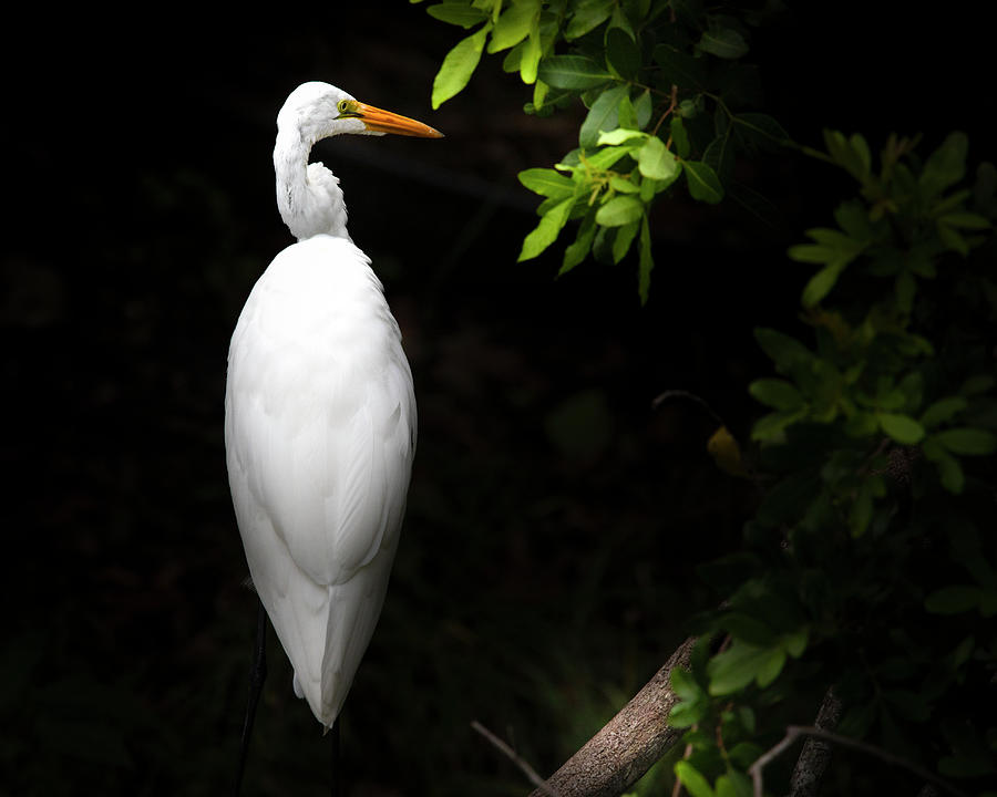 An Egret of Distinction Photograph by Mark Andrew Thomas
