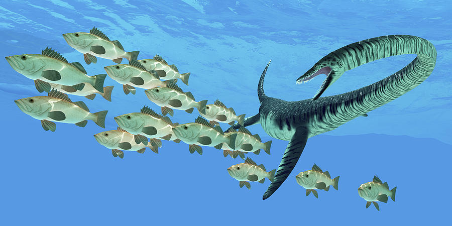 An Elasmosaurus marine reptile hunts a school of bocaccio fish in Cretaceous seas. Drawing by Stocktrek Images