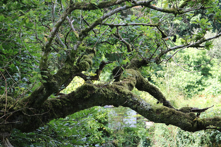 An Elderly Branch Photograph