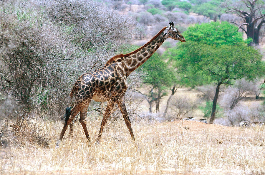 An Elegant Giraffe Strides Through The Tanzanian Savanna. Photograph by Tom Wurl