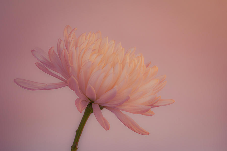 An Elegant Single Chrysanthemum 2 Photograph by Lindsay Thomson