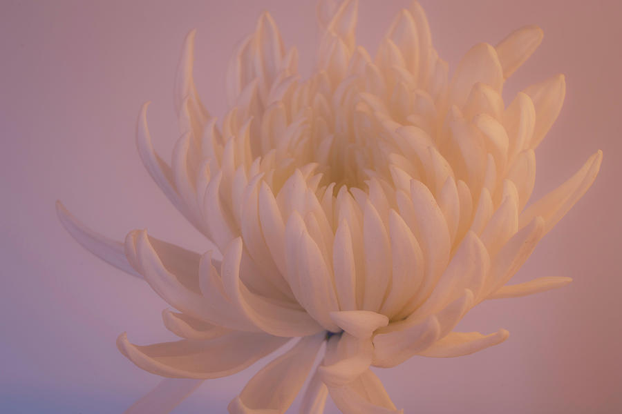 An Elegant Single Chrysanthemum Photograph by Lindsay Thomson