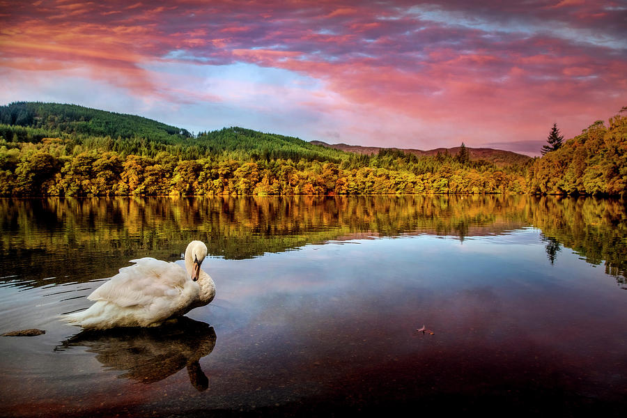 Bird Photograph - An Elegant Swan on the Lake at Pitlochry by Debra and Dave Vanderlaan