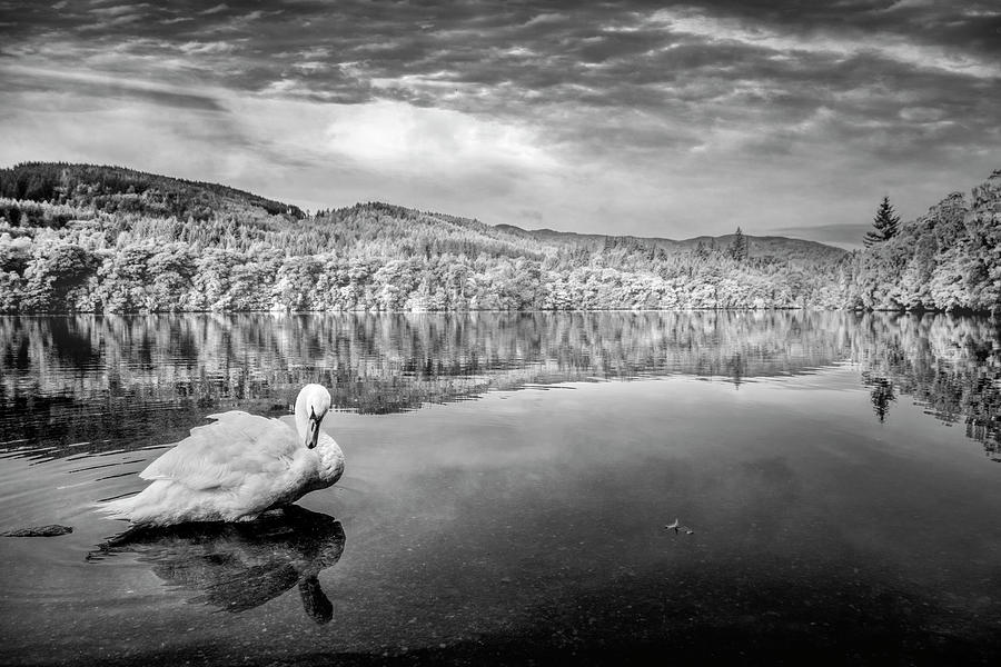 An Elegant Swan on the Lake at Pitlochry in Black and White  Photograph by Debra and Dave Vanderlaan