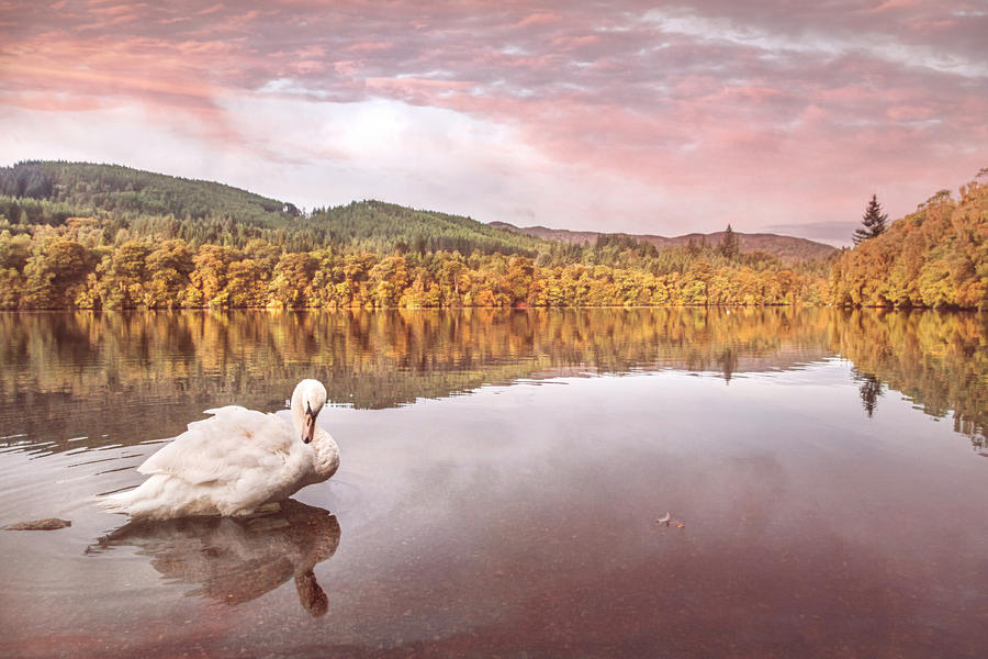 An Elegant Swan on the Lake at Pitlochry in Soft Colors Photograph by Debra and Dave Vanderlaan