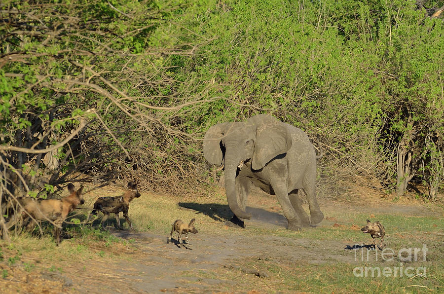 An Elephant Confronting Wild Dogs, Painted Dogs, In Botswana, Africa. Photograph by Tom Wurl