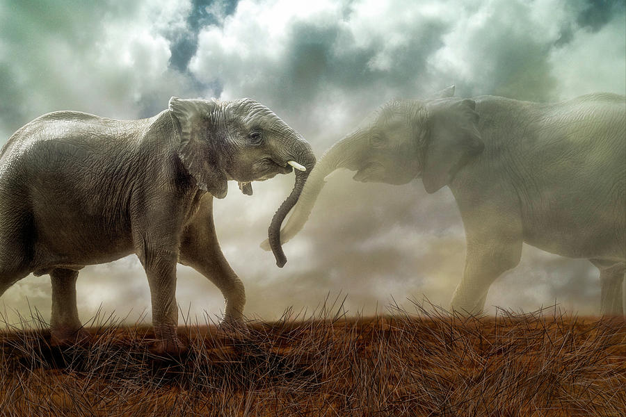Elephant Digital Art - An Elephant Never Forgets by Nicole Wilde