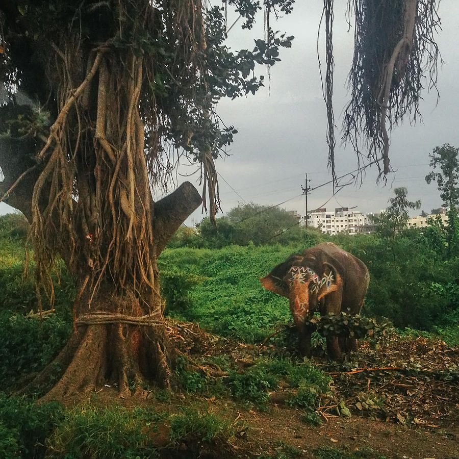 An elephant tied to a banyan tree Photograph by Himanshu Khagta