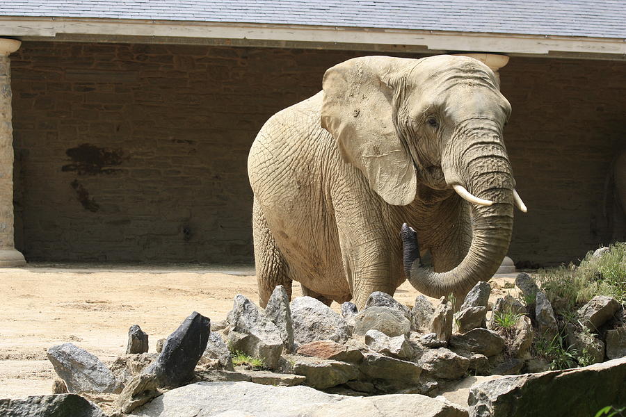 Elephants Tusks Photograph by Ann Murphy
