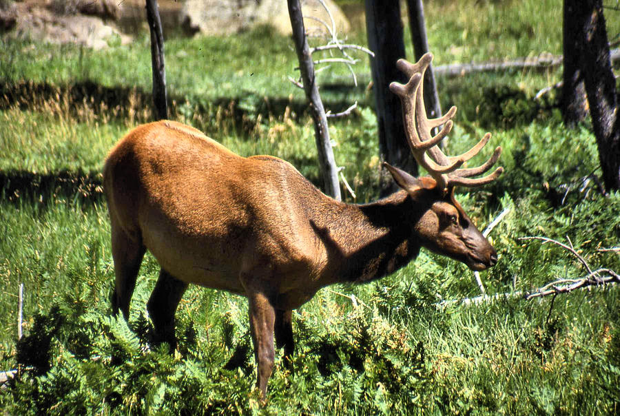 An Elk Standing Photograph by Russel Considine