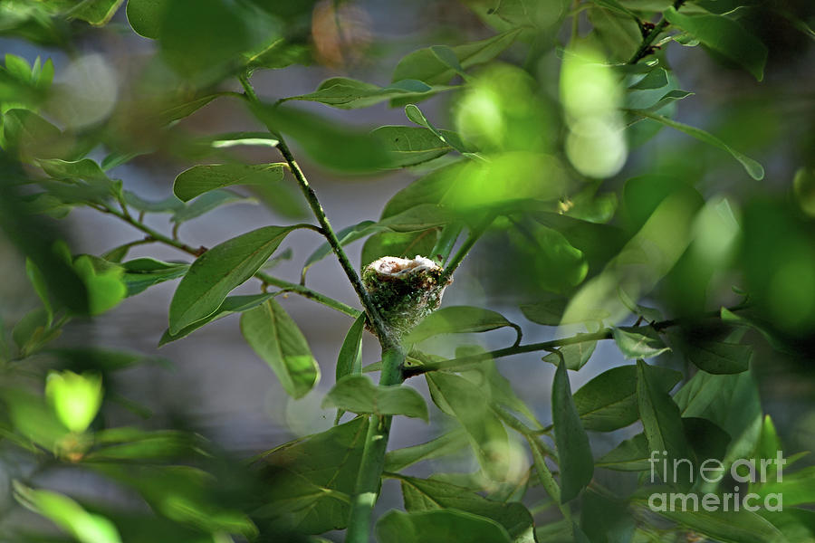 An Empty Hummingbird Nest Photograph by Amazing Action Photo Video