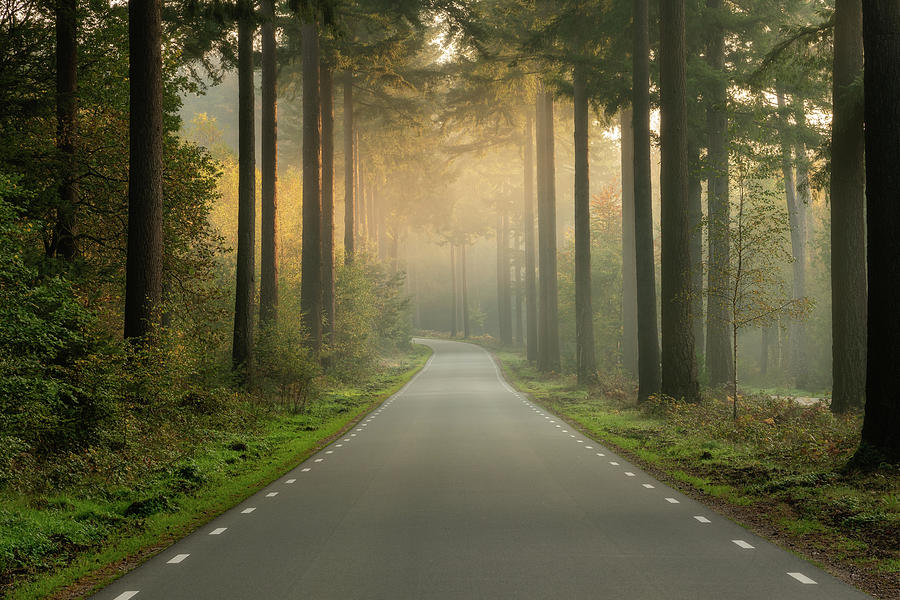 An empty road in the forest on an early morning Photograph by Anges Van der Logt