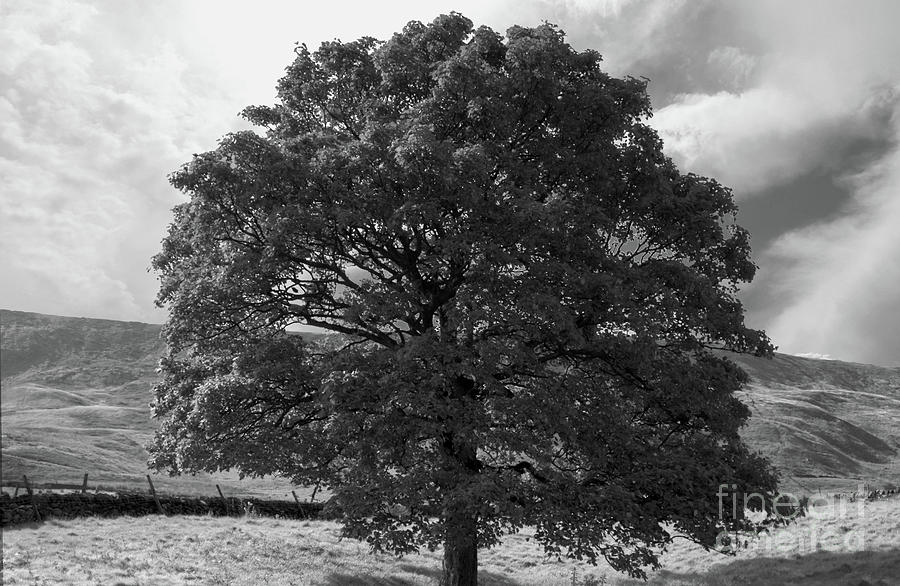 An English Oak Tree, in Monochrome Photograph by Pics By Tony