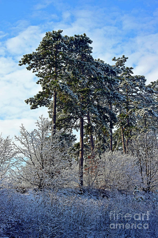 An Epitomic Winter Scene Photograph