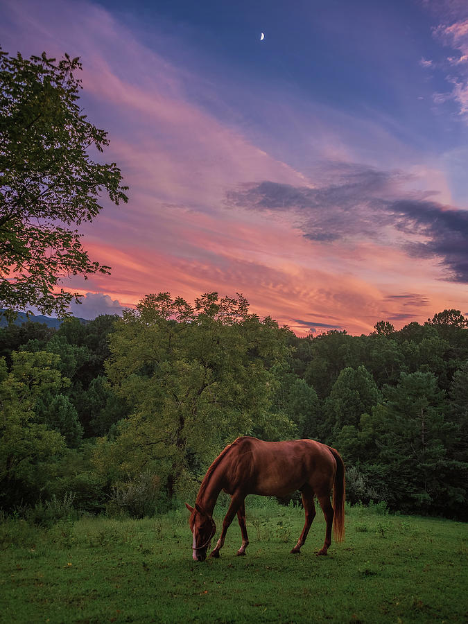 An Equine Sunset Photograph by Tricia Louque