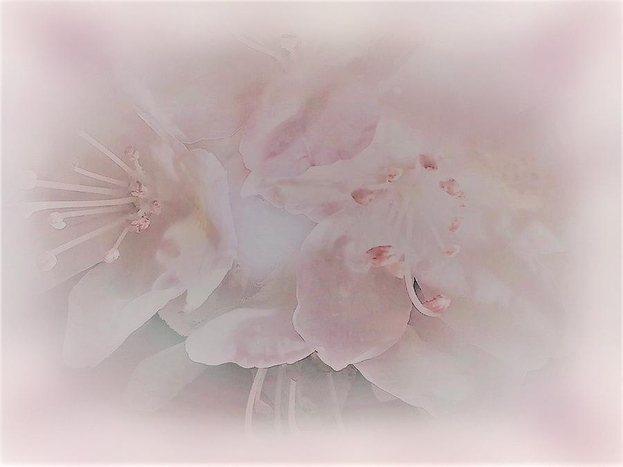 An Ethereal Rhododendron Photograph by Angela Davies