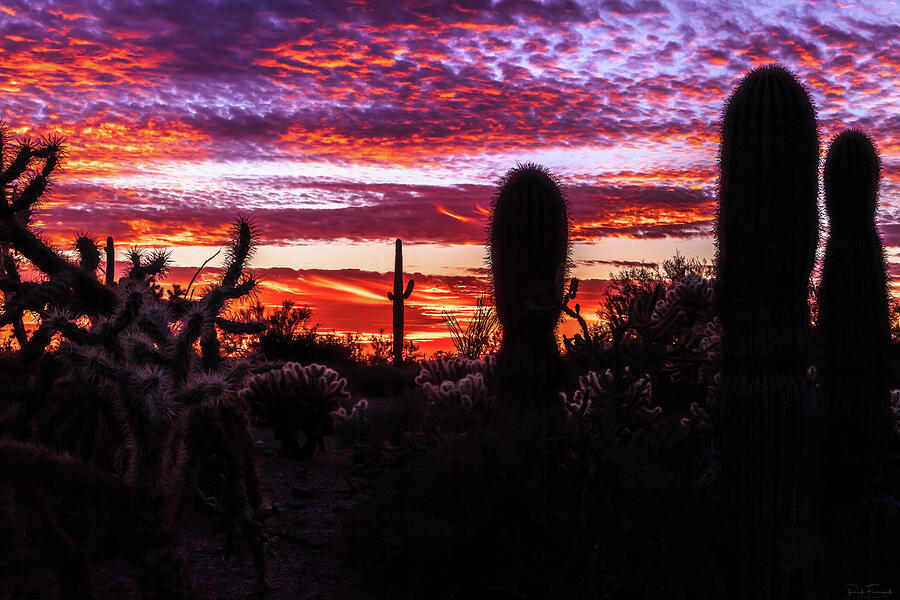 An Evening in the Desert Photograph by Rick Furmanek