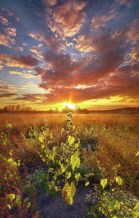 An Everlasting Covenant Photograph by Phil Koch