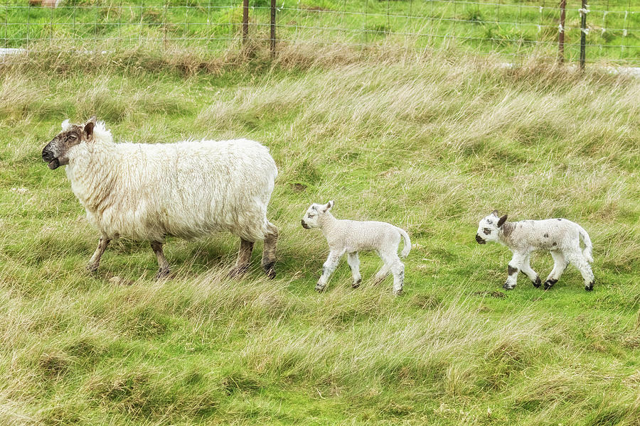 An Ewe And Her Lambs Photograph