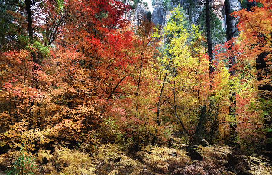 Fall Photograph - An Explosion Of Color by Saija Lehtonen