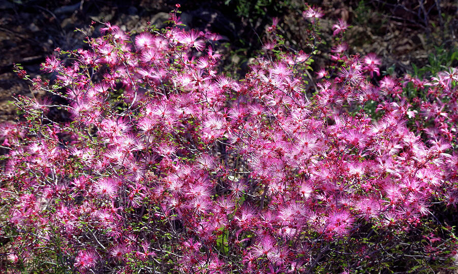 Spring Photograph - AN EXPLOSION OF PINK Mural by Douglas Taylor