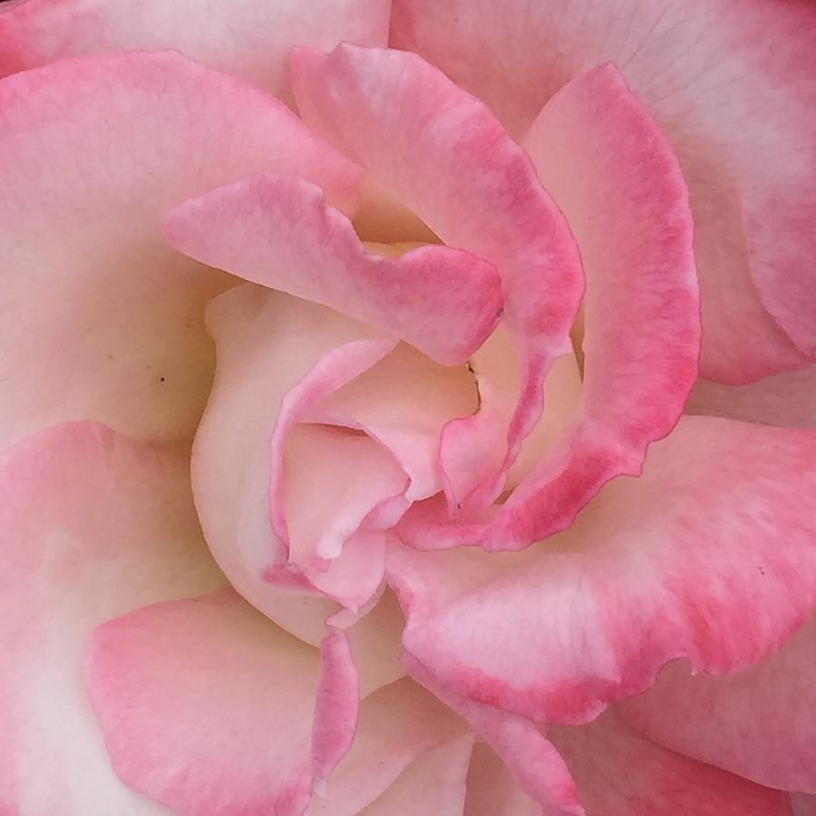An homage in Pink Photograph by Hubsch World - Fine Art America
