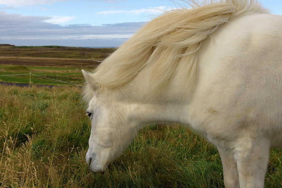 An icelandic horse at Helgafell Photograph by RicardMN Photography